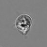 Thumbnail for dataset 3mix-timelapse-plate2_44