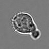 Thumbnail for dataset 3mix-timelapse-plate2_45