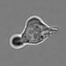 Thumbnail for dataset 3mix-timelapse-plate2_47