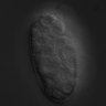 Thumbnail for dataset RNAi_T12D8.7_070220_01