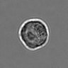 Thumbnail for dataset 3mix-timelapse-plate2_49