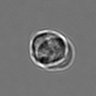 Thumbnail for dataset 3mix-timelapse-plate2_50