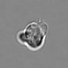 Thumbnail for dataset 3mix-timelapse-plate2_51