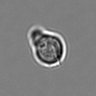 Thumbnail for dataset 3mix-timelapse-plate2_53