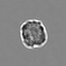 Thumbnail for dataset 3mix-timelapse-plate2_58