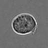 Thumbnail for dataset 3mix-timelapse-plate2_77