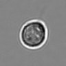 Thumbnail for 3mix-timelapse-plate2_87