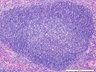 Thumbnail for dataset mousespleen_d3
