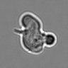 Thumbnail for dataset 3mix-timelapse-plate2_88