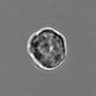 Thumbnail for dataset 3mix-timelapse-plate2_95