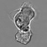 Thumbnail for dataset 3mix-timelapse-plate2_96
