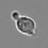 Thumbnail for dataset 3mix-timelapse-plate3_5