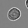 Thumbnail for dataset 3mix-timelapse-plate3_9