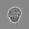 Thumbnail for dataset 3mix-timelapse-plate3_14