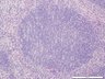 Thumbnail for dataset mousespleen_d8