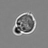 Thumbnail for dataset 3mix-timelapse-plate3_21
