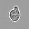 Thumbnail for dataset 3mix-timelapse-plate3_29