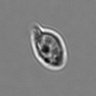 Thumbnail for dataset 3mix-timelapse-plate3_37