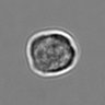 Thumbnail for dataset 3mix-timelapse-plate3_38