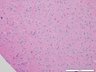 Thumbnail for dataset muosebrain_d0
