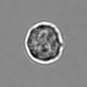 Thumbnail for dataset 3mix-timelapse-plate3_46