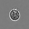 Thumbnail for dataset 3mix-timelapse-plate3_51