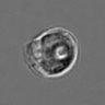 Thumbnail for dataset 3mix-timelapse-plate3_54