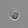 Thumbnail for dataset 3mix-timelapse-plate3_56