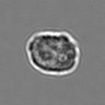 Thumbnail for dataset 3mix-timelapse-plate3_62
