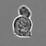 Thumbnail for 3mix-timelapse-plate3_69