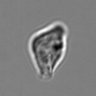 Thumbnail for dataset 3mix-timelapse-plate3_75