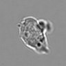 Thumbnail for dataset 3mix-timelapse-plate3_81