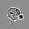Thumbnail for dataset 3mix-timelapse-plate3_83
