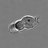 Thumbnail for dataset 3mix-timelapse-plate4_4