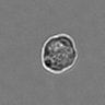 Thumbnail for dataset 3mix-timelapse-plate4_29