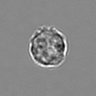 Thumbnail for dataset 3mix-timelapse-plate4_45