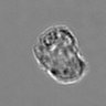Thumbnail for dataset 3mix-timelapse-plate4_75