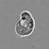 Thumbnail for dataset 3mix-timelapse-plate4_95