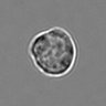 Thumbnail for dataset 3mix-timelapse-plate5_8