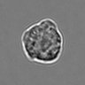Thumbnail for dataset 3mix-timelapse-plate5_20