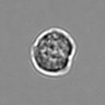 Thumbnail for dataset 3mix-timelapse-plate5_25