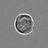 Thumbnail for dataset 3mix-timelapse-plate5_26