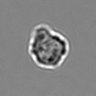 Thumbnail for dataset 3mix-timelapse-plate5_53