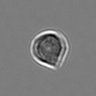 Thumbnail for dataset 3mix-timelapse-plate5_61