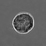 Thumbnail for dataset 3mix-timelapse-plate5_66