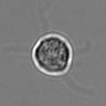 Thumbnail for dataset 3mix-timelapse-plate5_69
