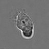 Thumbnail for dataset 3mix-timelapse-plate5_72