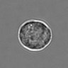 Thumbnail for 3mix-timelapse-plate5_74