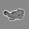 Thumbnail for dataset 3mix-timelapse-plate5_79