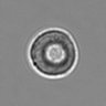 Thumbnail for 3mix-timelapse-plate6_6